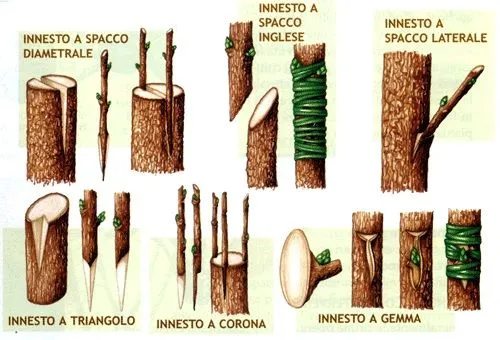 tipi di innesti