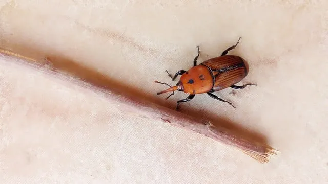 Scopri di più sull'articolo Lotta al Punteruolo Rosso delle Palme