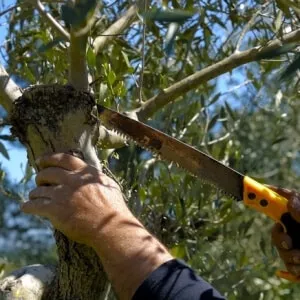 Potatore che utilizza un segaccio per potare ulivi facendo tagli netti e precisi