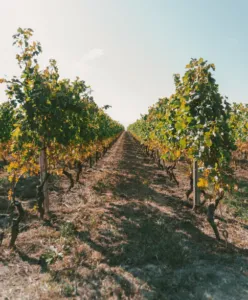 Scelta del terreno per il vigneto