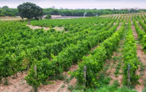 Come mantenere un vigneto